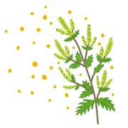 花粉
